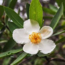 Image result for Lobelia petiolata