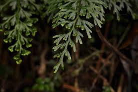 Image result for Hymenophyllaceae