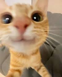 willow walker (willowwalker909)