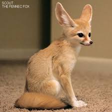 Scout The Fennec Fox Fennec Fox Fennec Fox Pet Pet Fox