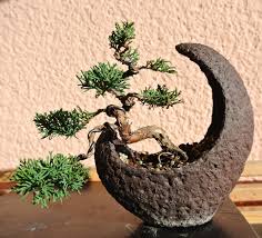 64 Incredible Types Of Bonsai Trees With Pictures Florgeous