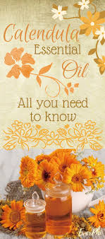 Calendula Oil Uses And Benefits Calendula Essential Oil Calendula Oil Calendula