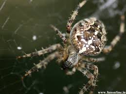 Maybe you would like to learn more about one of these? 44 Moving Spider Wallpaper On Wallpapersafari
