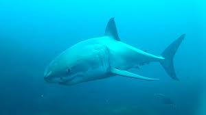3d illustration great white shark swimming underwater. Underwater Great White Shark Attempts Seal Attack Youtube
