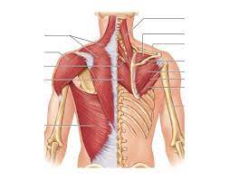 Start studying 08 back muscles label. Back Muscles