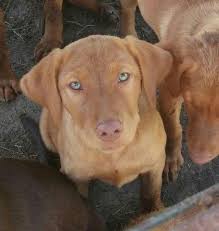 Fox red lab puppies now available! Fox Red Labrador Puppies Pets And Animals For Sale Texas