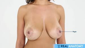 Female Anatomy - YTboob