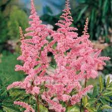 False Spirea Flower Bulbs Best Flower Wallpaper