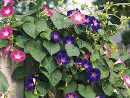 The best annuals for full sun include angelonia, california poppies, cosmos, signet marigolds, sunflowers and zinnias. Guide To Growing Morning Glory Flowers Climbing Flowers Morning Glory Flowers Garden Vines