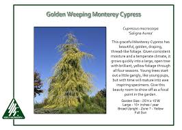 Image result for Cupressus macrocarpa