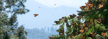 Mariposa Monarca Biosphere Reserve Mexico