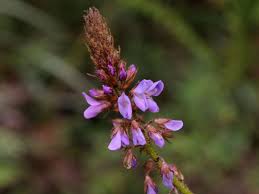 Image result for Grona ramosissima