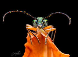 Image result for Buchnera keilii