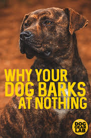 This Is Why Your Dog Barks At Nothing Dog Barking At Nothing Dog Barking Dog Training Obedience