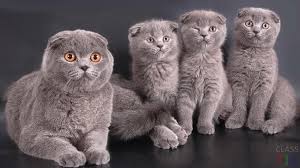 Satilik Scottish Fold Konya Satilik Kedi Yavrulari