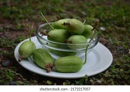 Image result for Zehneria