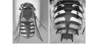 Find out what renter's rights are to pest control (i.e. Anthidium Manicatum Dorsal View Of Abdominal Spines Right Used Download Scientific Diagram