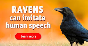 If you can answer 50 percent of these science trivia questions correctly, you may be a genius. 5 Facts About Ravens 5 Facts About Ravens Quizzclub