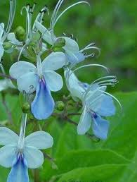 Image result for Rotheca myricoides