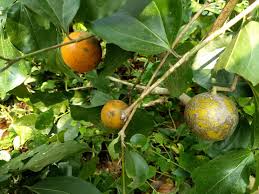 Image result for Strychnos