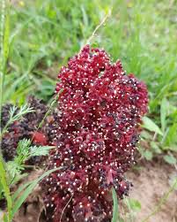 Image result for Sarcophyte