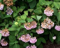 Image result for Cercospora hydrangea