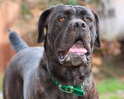 Эти великолепные животные, чей цвет напоминает серебро или. Kane Korso Cane Corso Eto Besstrashnaya I Ochen Predannaya Poroda Sobak Opisanie Foto Otzyvy Vladelcev