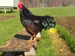 See full list on chickensandmore.com Rhode Island Red Bantam Rooster Youtube