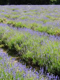 Early summer flowering plants uk. Field Of Lavender Flowers With Rows Of Lavender Early Summer Stock Photo Picture And Royalty Free Image Image 92739845