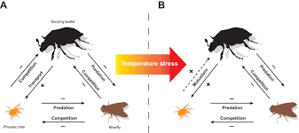Oak tree leaves with crusted brown edges can. Temperature Stress Induces Mites To Help Their Carrion Beetle Hosts By Eliminating Rival Blowflies Elife