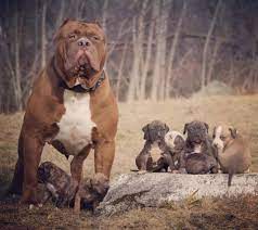 Pin On Pit Bull