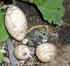 Snake Eggs Snakes Love To Lay Eggs In Mulch The Larger The Snake The Bigger The Egg Laid Patio Garden Egg Laying Mulch