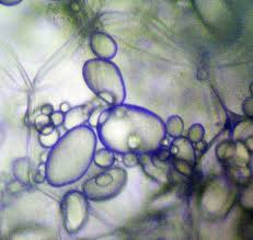 We did not find results for: Amyloplast Definition And Synonyms Of Amyloplast In The English Dictionary