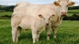 National Jr. Charolais Association Show