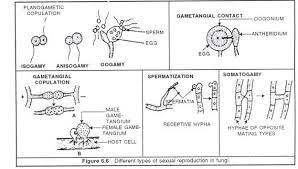 8 Important Characters Of Fungi With Diagram