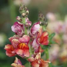 Tetra Mix Snapdragon Flower Snapdragon Flowers Snapdragons Flower Seeds