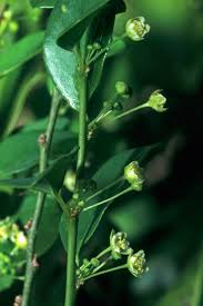 Image result for Andrachne ovalis