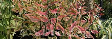 Has upgraded paver driveway and patio. Euphorbia Variegated Devil S Backbone Japanese Poinsettia Slipper Spurge Redbird Cactus Euphorbia Tithymaloides Variegatus