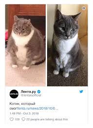 Sisman Kedi Verdigi Kilolarla Sosyal Medyada Ilgi Odagi Oldu The Geyik