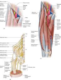 Image result for Obturator Nerve Compression