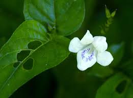 Image result for Asystasia malawiana