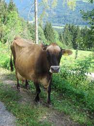 Maybe you would like to learn more about one of these? Rinderzucht Austria Jersey
