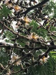 Image result for Wodyetia