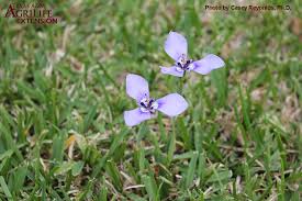 Image result for Ateleia herbert-smithii