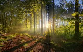 Forest aesthetic desktop wallpapers top free forest. Summer Forest Wallpapers Top Free Summer Forest Backgrounds Wallpaperaccess