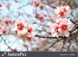 There is a flowering almond growing from below an old tree stump. Photo Of Almond Tree Pink Flowers