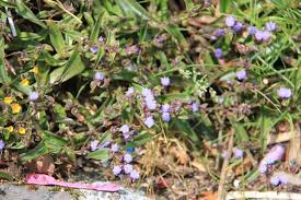 Image result for Cyanotis sp. aff. C. lapidosa