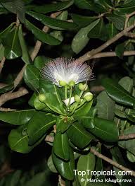 Image result for Barringtonia asiatica