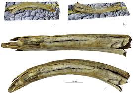 A young man who, like this lamp, was more than what he seemed. Images Of Camels On A Mammoth Tusk From West Siberia Sciencedirect