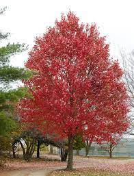 The american sycamore is one of the most popular fast growing trees for privacy. Fast Growing Trees For Creating Privacy Better Homes Gardens